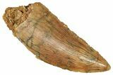 Serrated Raptor Tooth - Real Dinosaur Tooth #371474-1